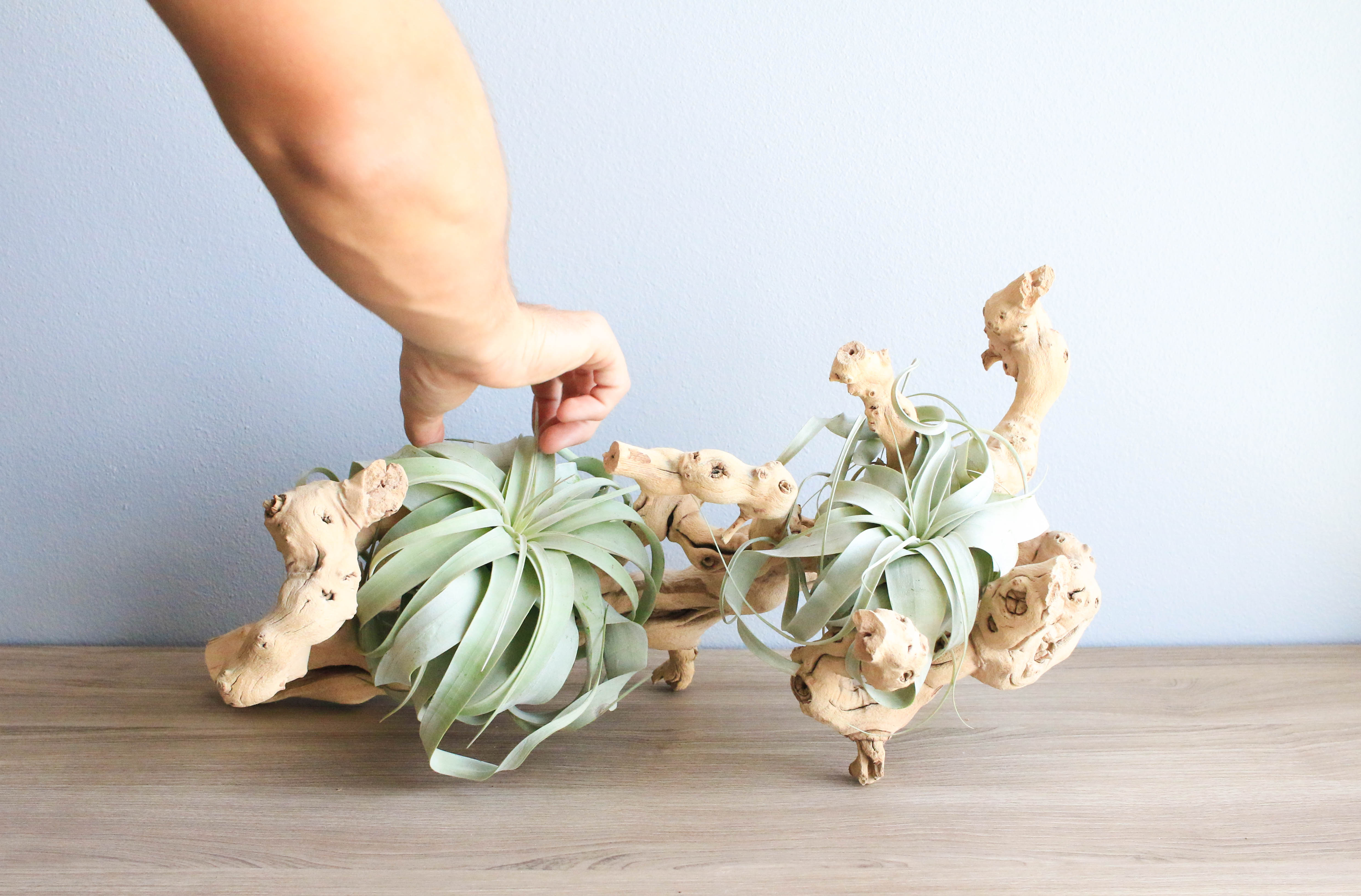 Air Plant Wood Display