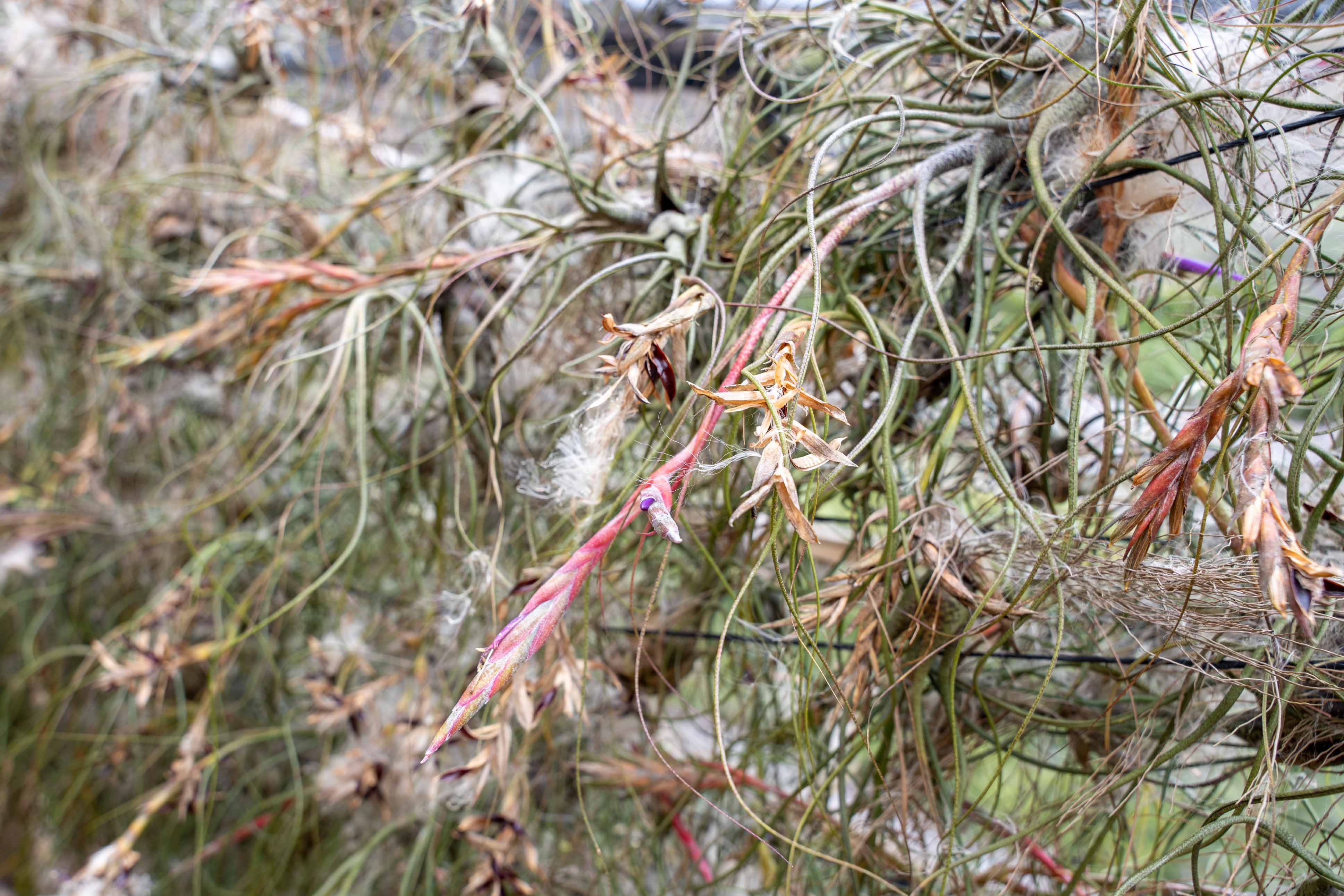 Air Plant Life Cycle: What to Expect and How to Care for Each Stage