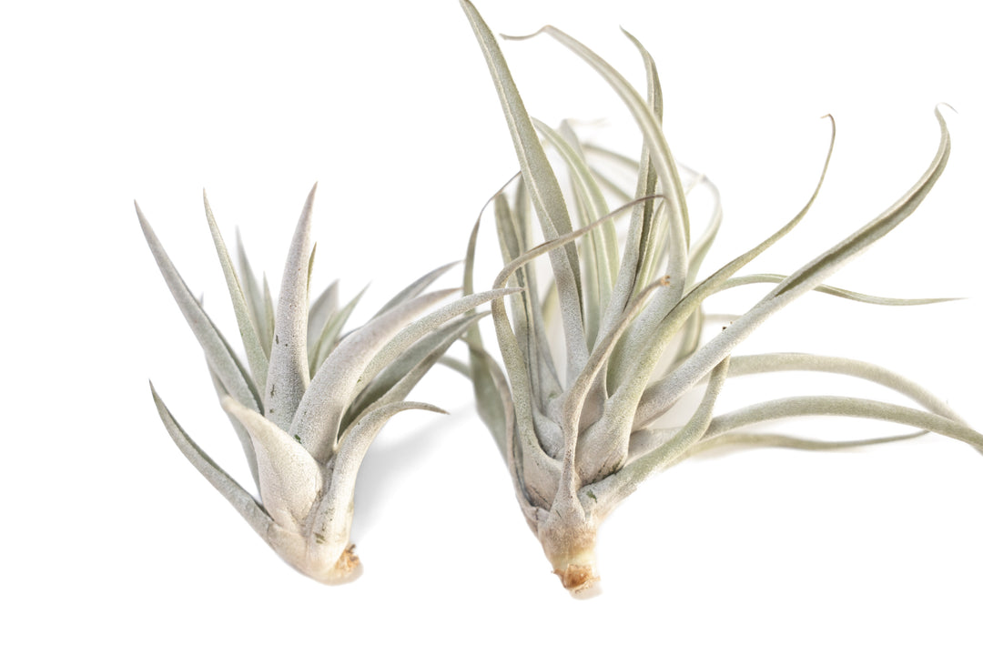air plant tillandsia hydrates dehydrated