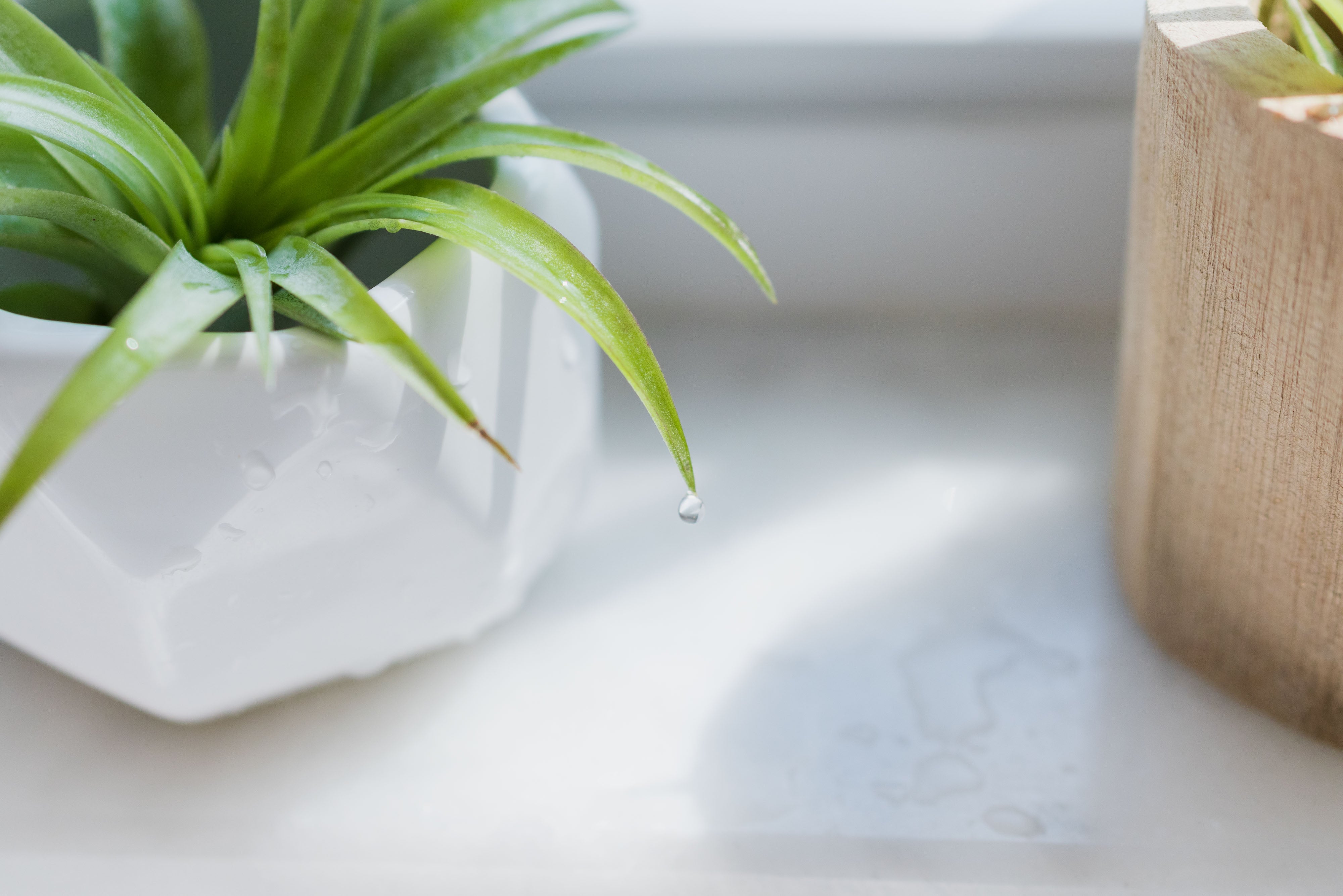 Air Plant Watering : The Basics