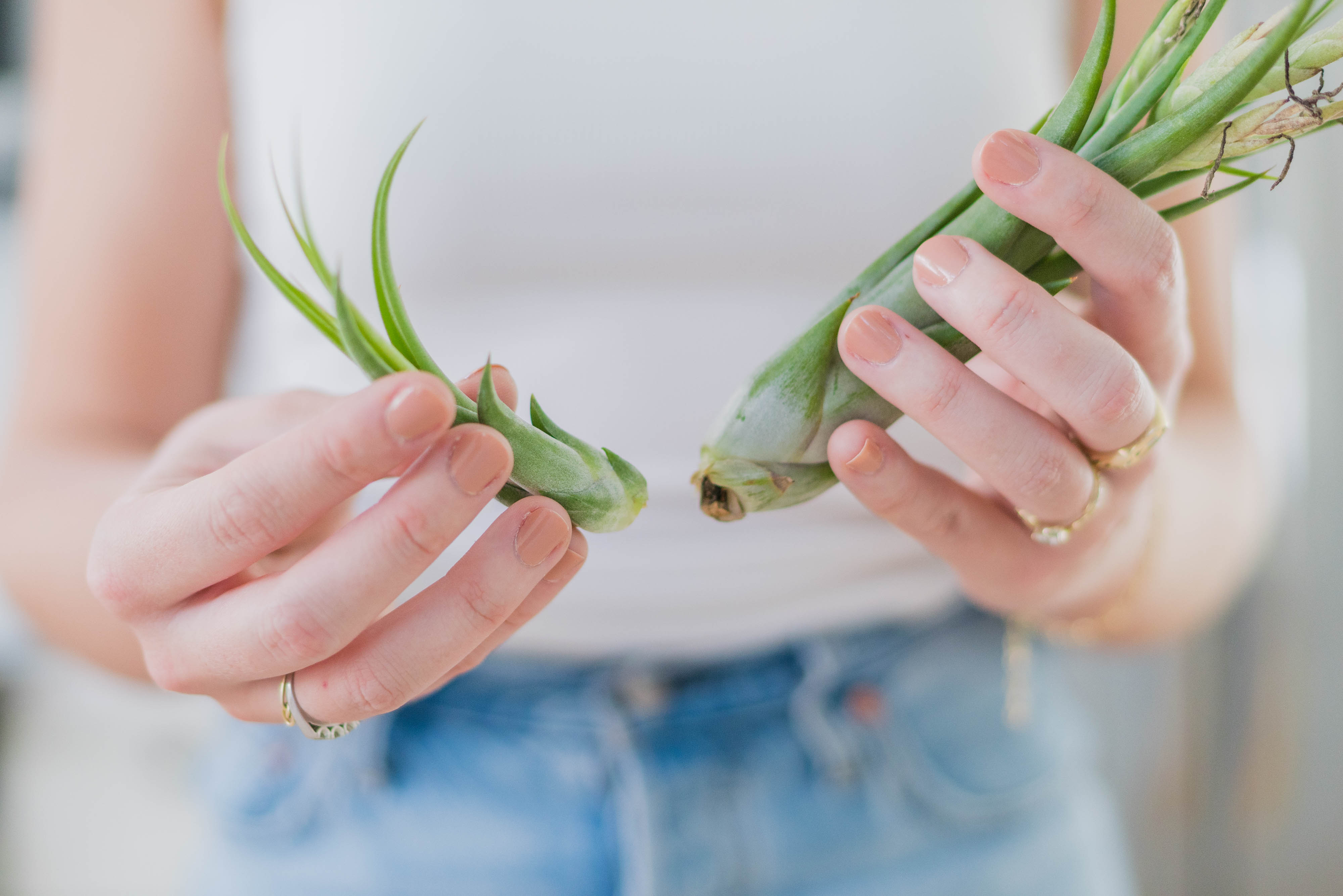 Easy Propagation of Air Plants