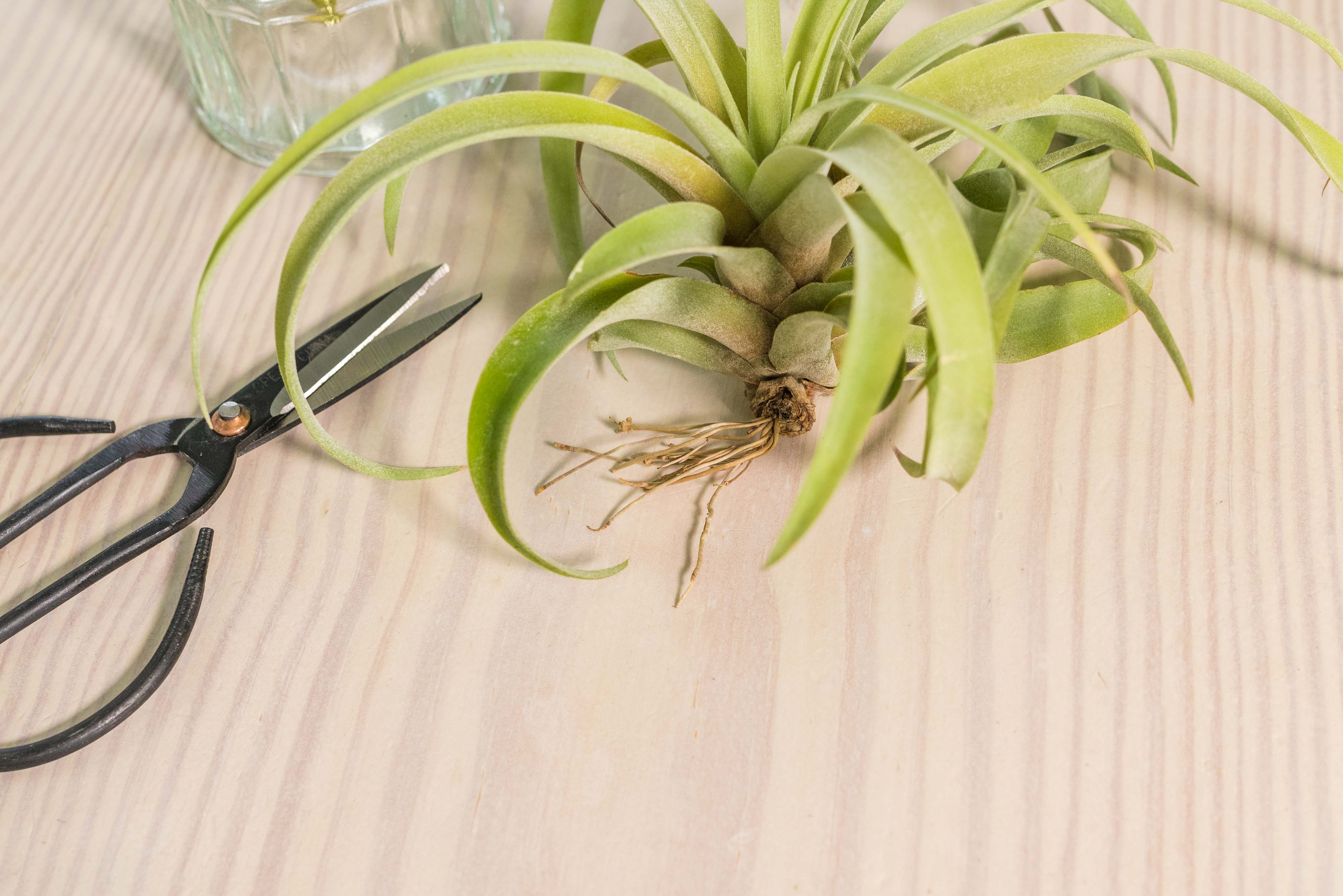 well drained potting mix Craft Houseplant Potting Mix main image 0