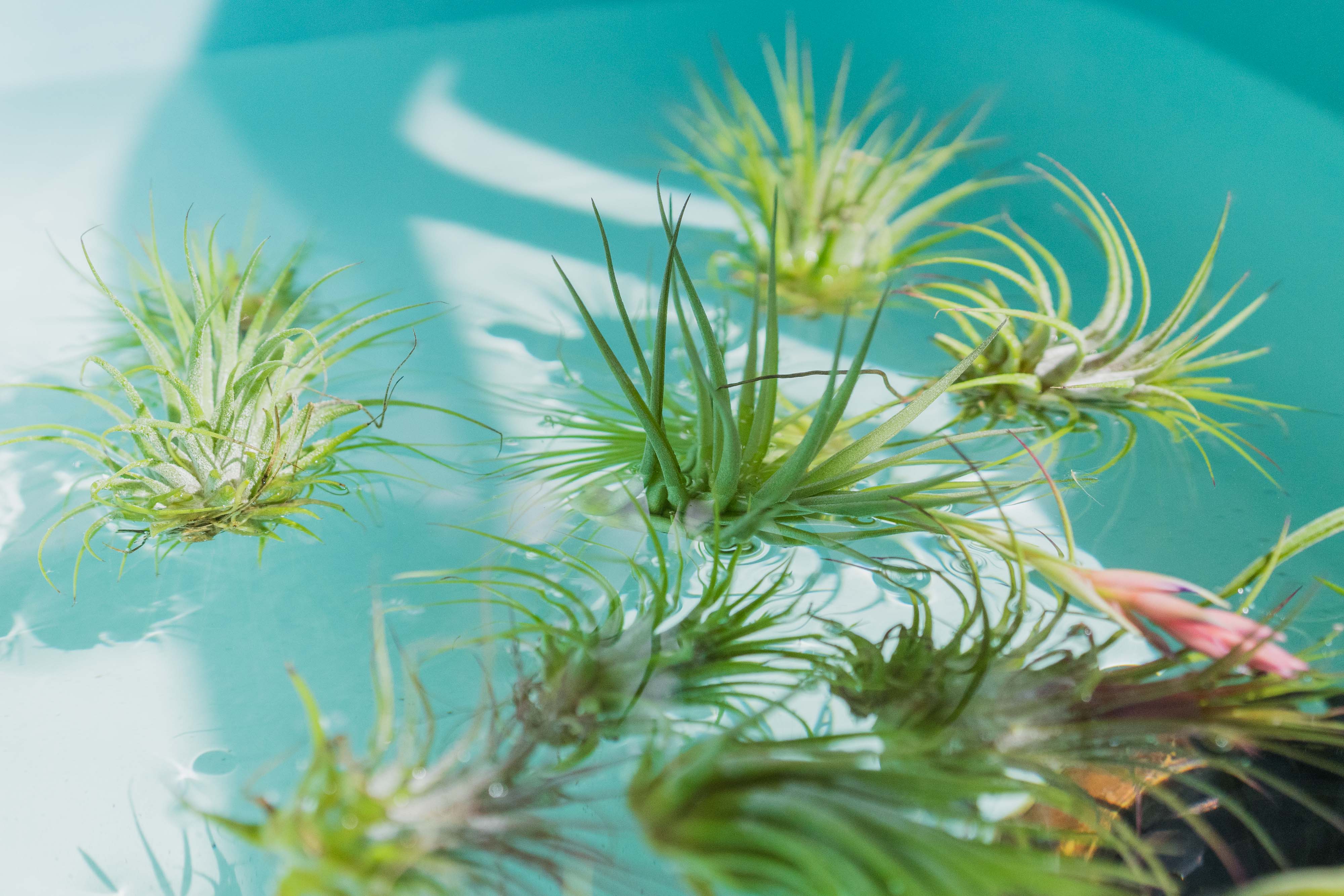 air plant tillandsia soaking watering method care