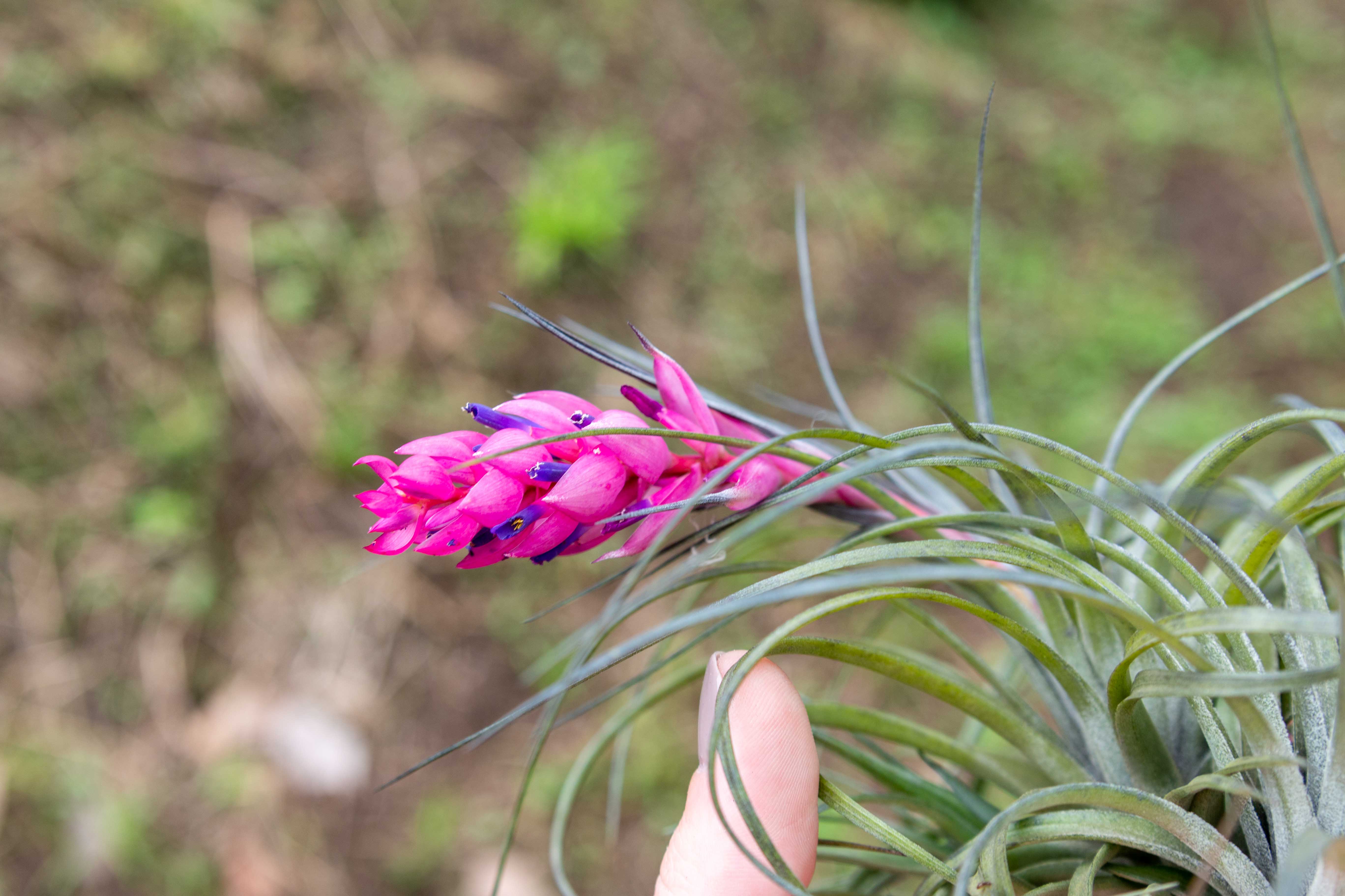 munstead lavender plants Lavandula angustifolia 'Munstead' | Outdoor Plant