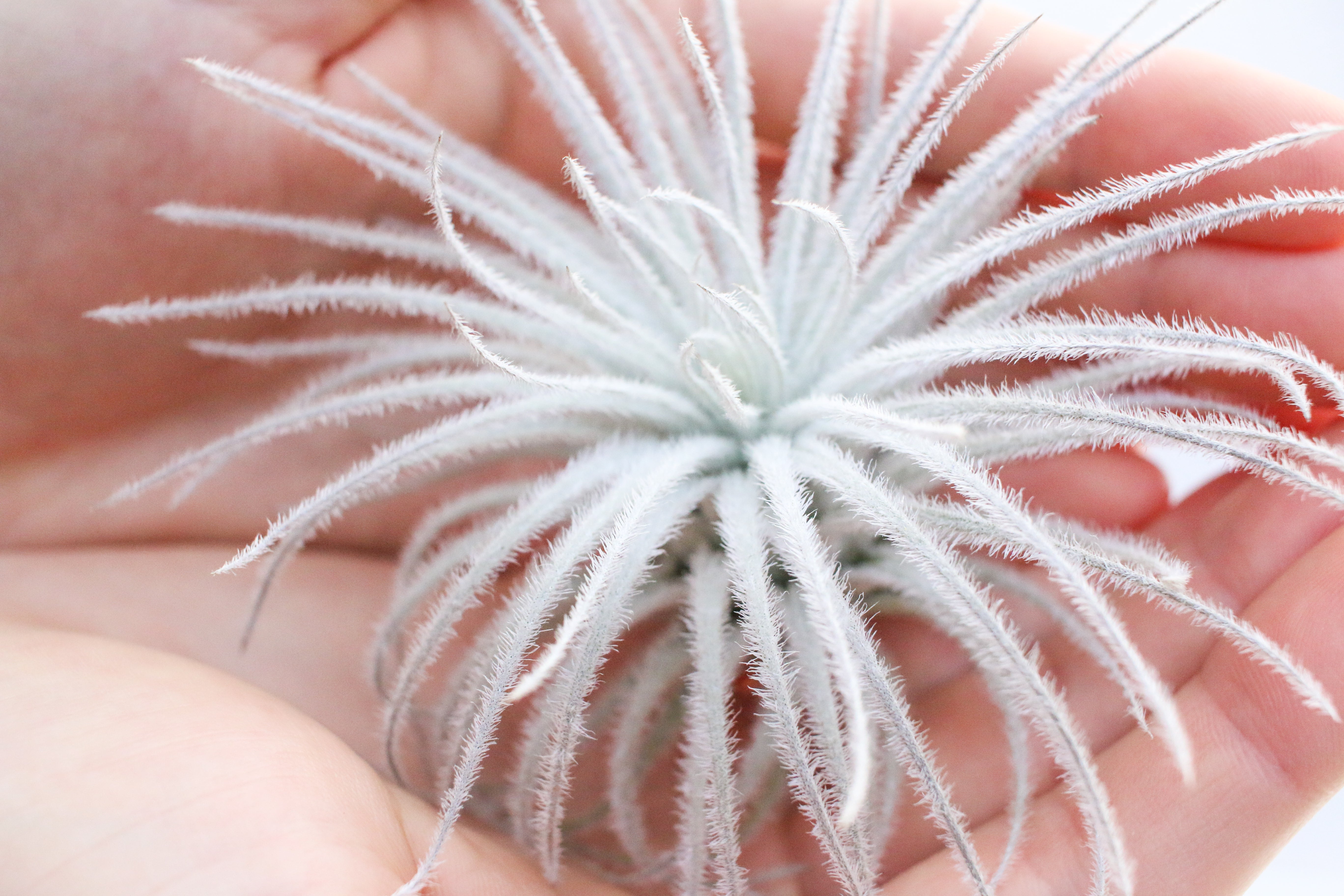 Air Plant In Focus: Tillandsia Tectorum Ecuador