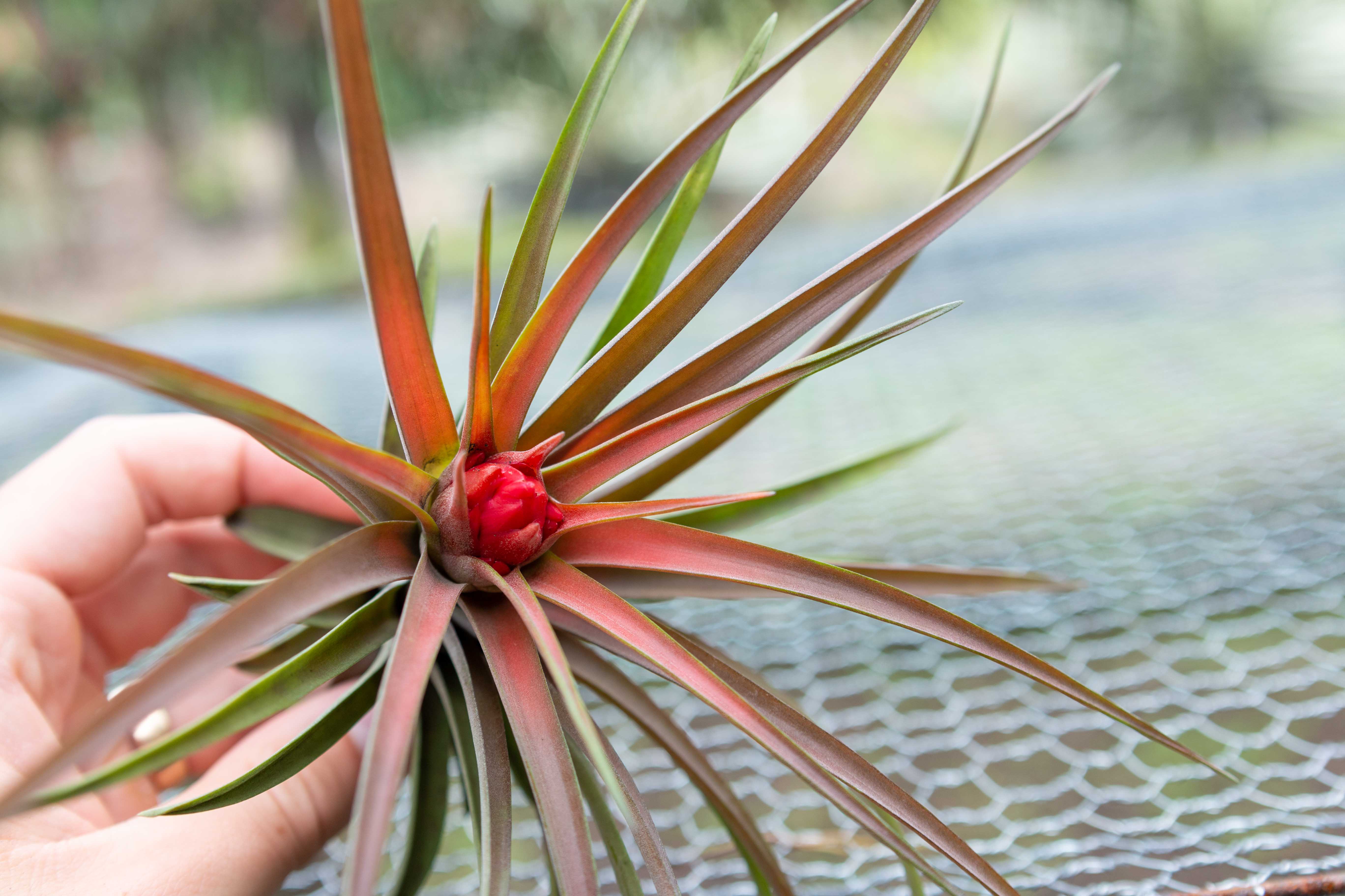juncea air plant Air Plant 'Juncea main image 0