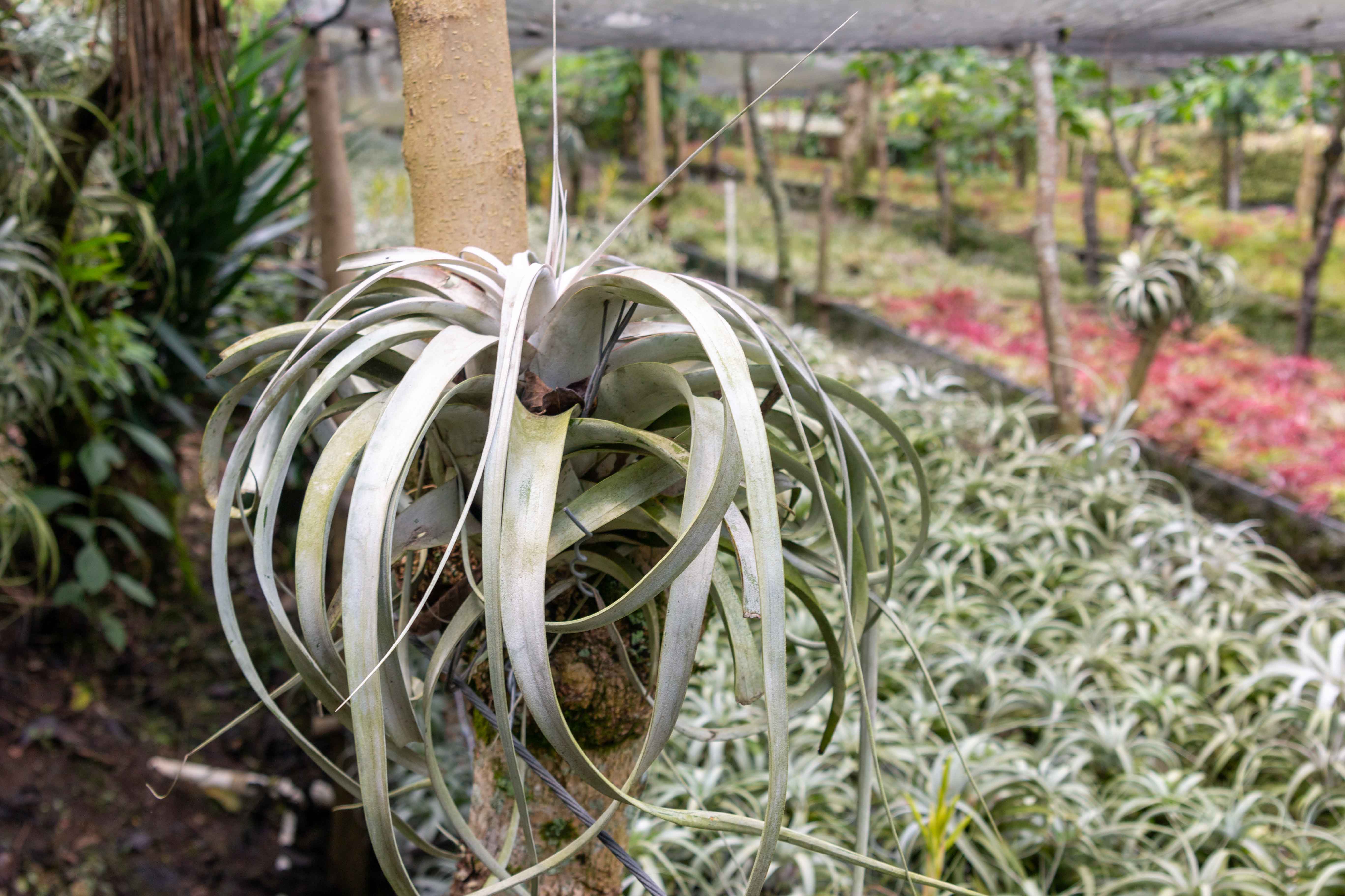 caring for an philodendron melanochrysum Philodendron melanochrysum main image 1