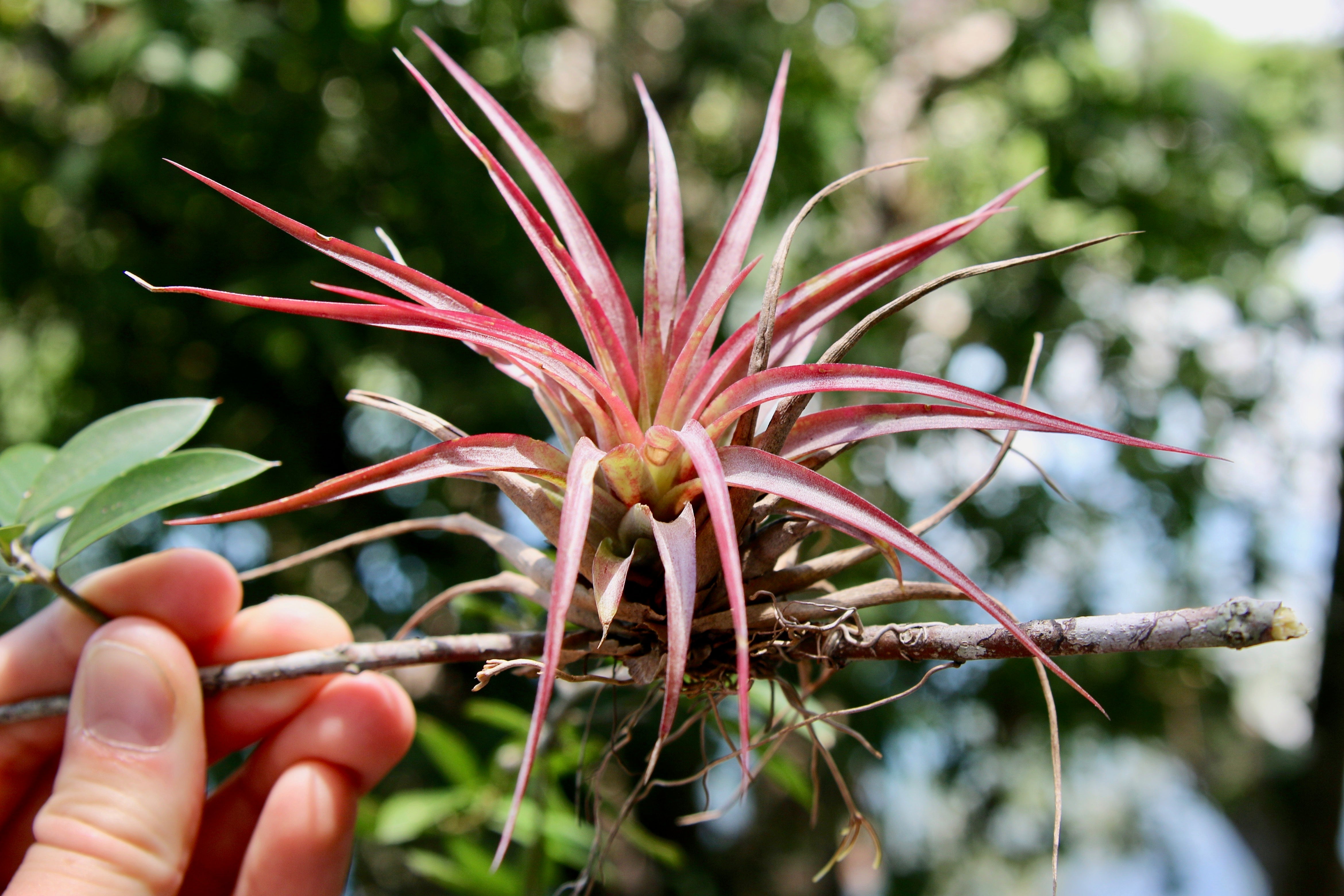 image.title Tillandsia Plant