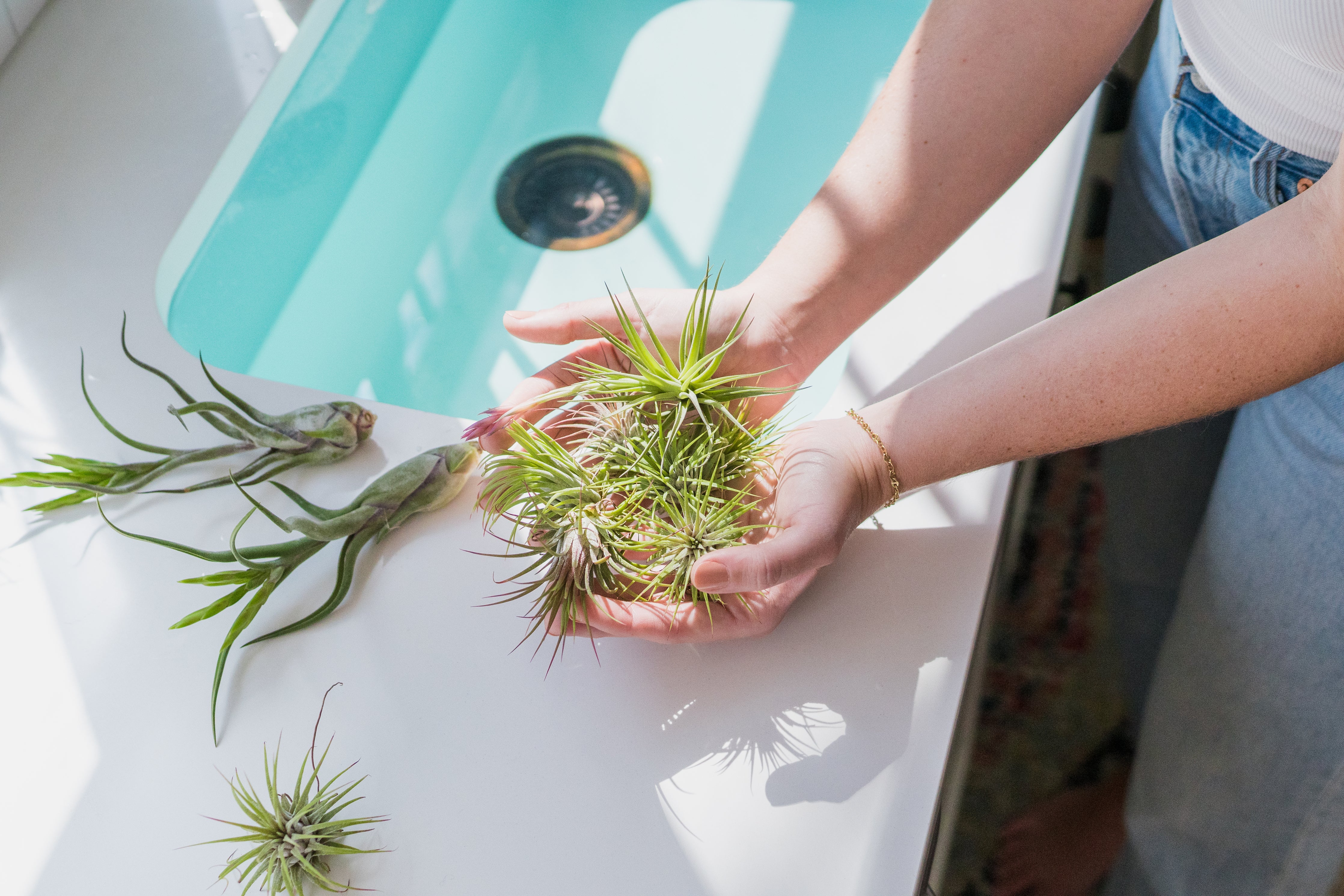 air plant tillandsia care healthy