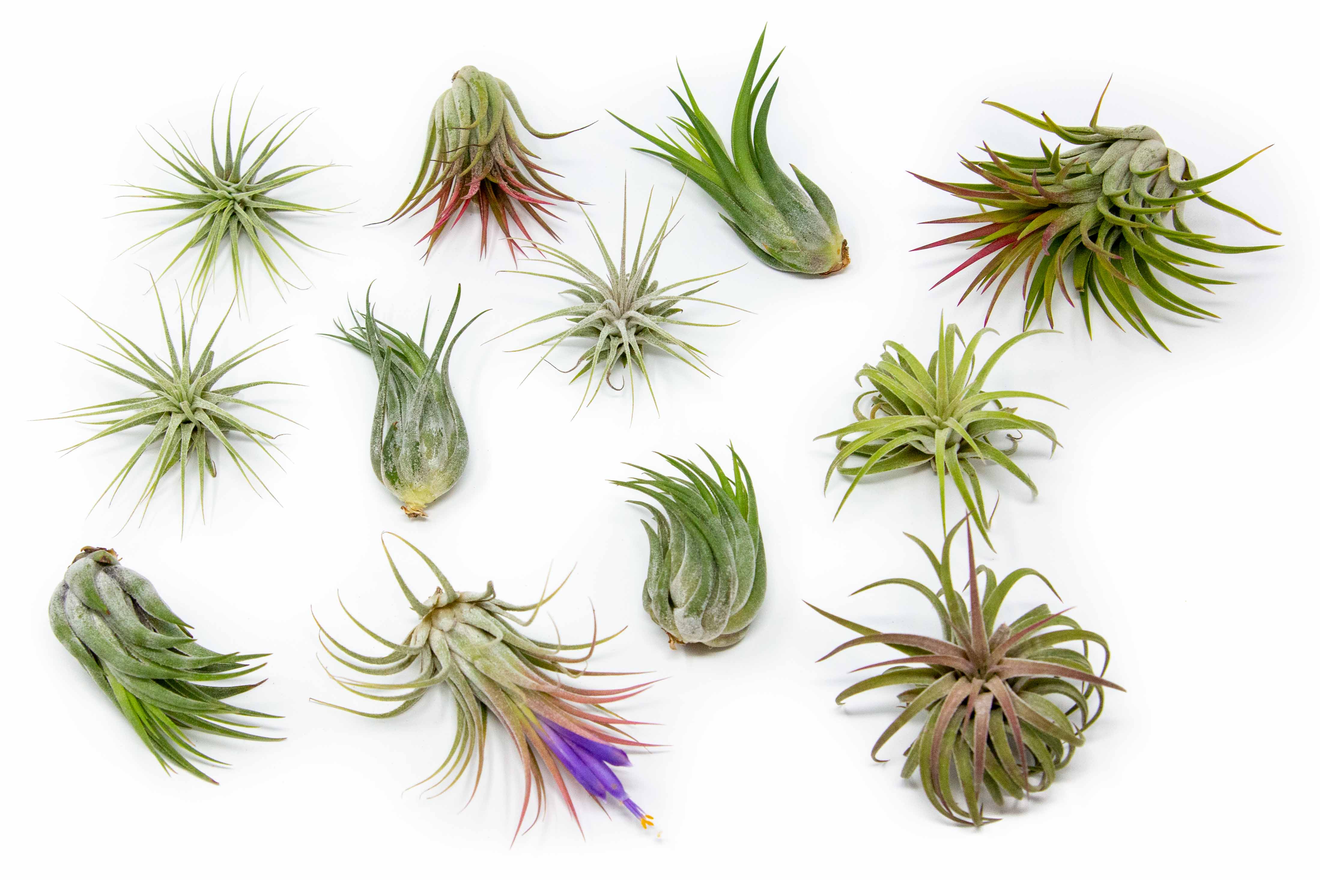 Shop Small Air Plant & Tillandsia for Terrariums｜Displays｜Gifts