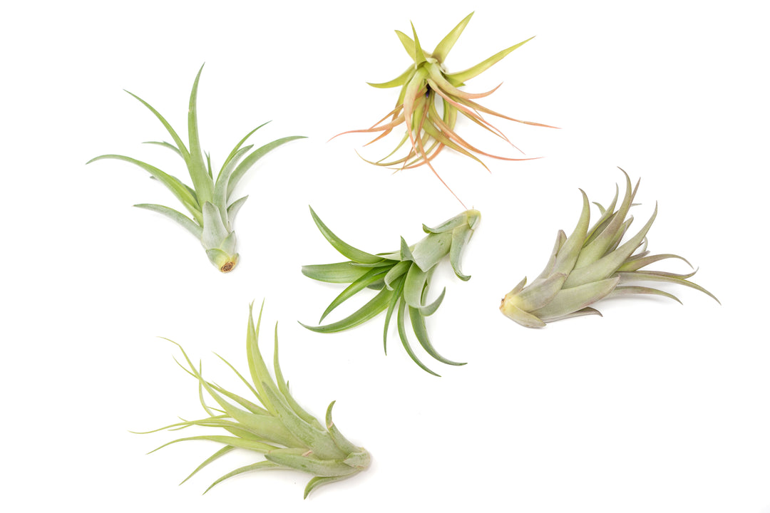 Wholesale - Extended Best Seller of 200+ Tillandsia Air Plant Variety Bundle