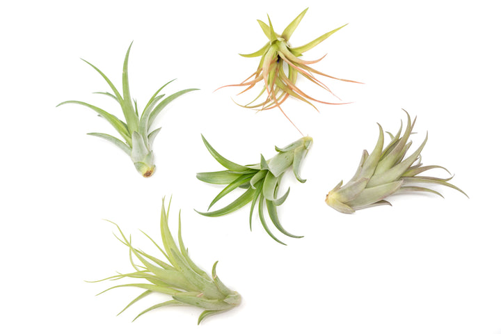 Wholesale - Extended Best Seller of 200+ Tillandsia Air Plant Variety Bundle