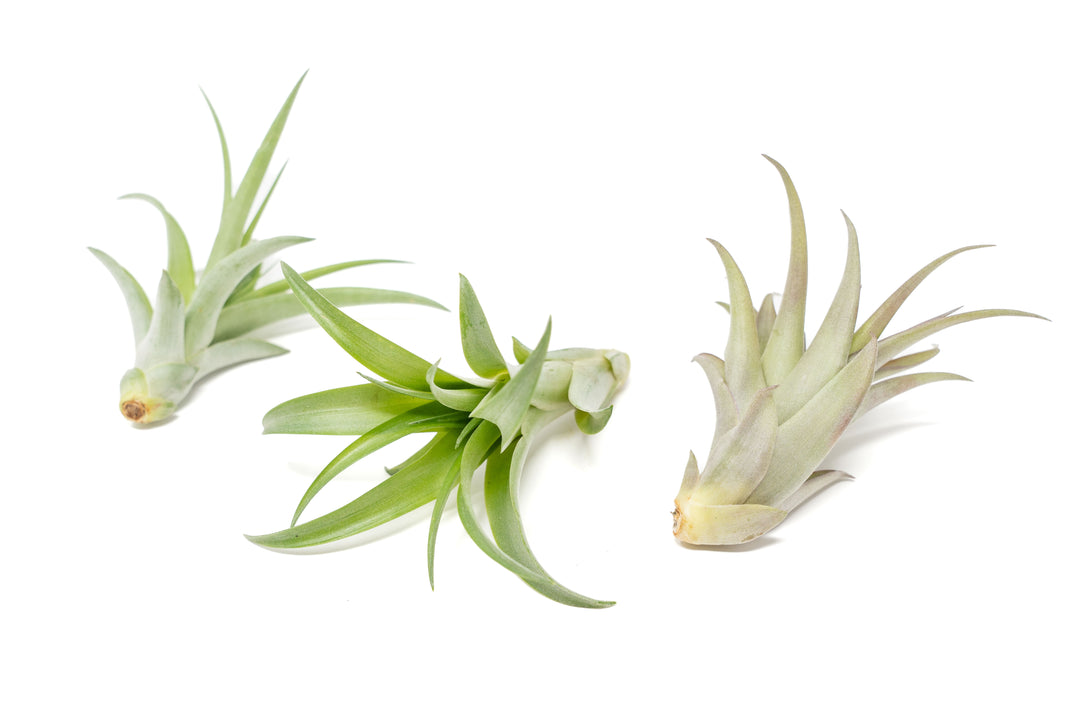 three green tillandsia abdita air plants