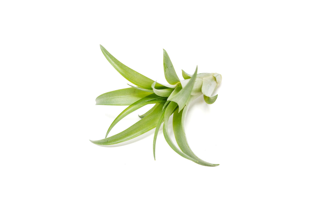 Wholesale - The Inca Collection of Tillandsia Air Plants