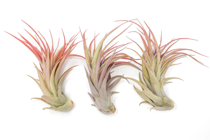 three blushing and blooming large tillandsia abdita air plants