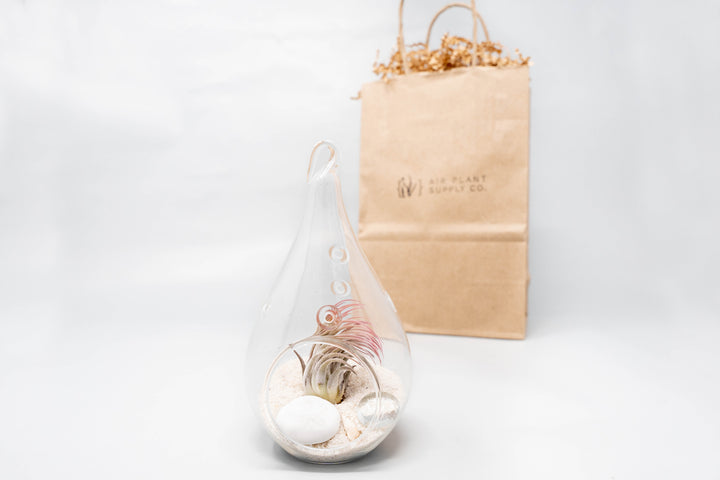 teardrop shaped glass terrarium with beach kit, tillandsia ionantha air plant and gift bag