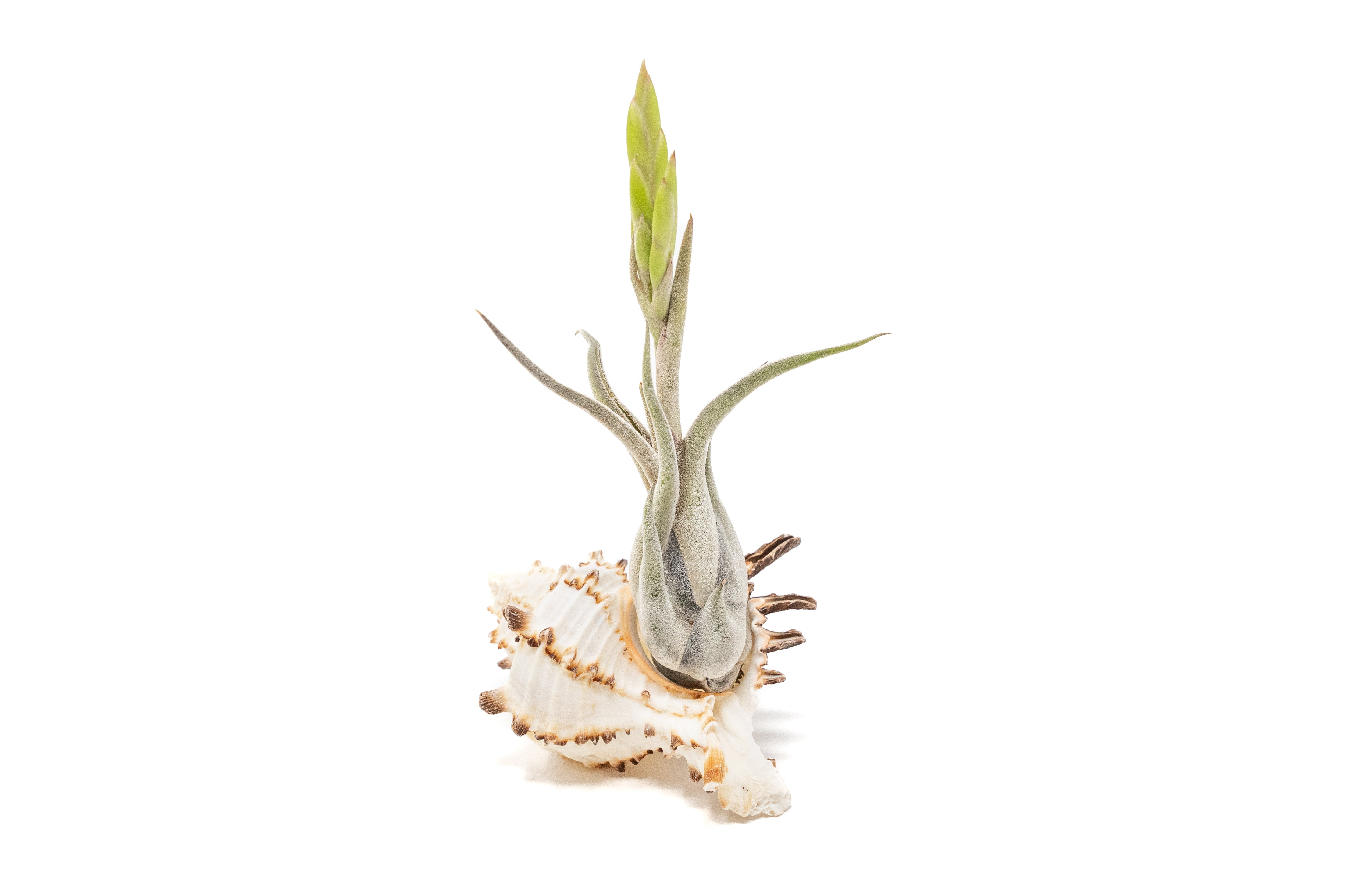Longspine Murex Seashell with Assorted Tillandsia Air Plants – Air