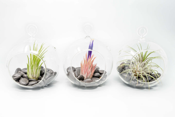 Wholesale - Air Plant Terrariums with Flat Bottom Globe, Black Stones & Tillandsia Ionantha