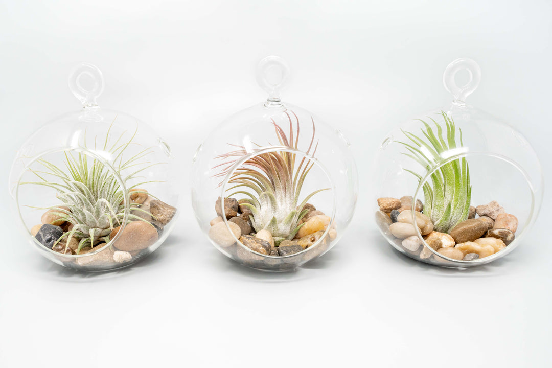 Wholesale - Air Plant Terrariums with Flat Bottom Globe, River Stones & Tillandsia Ionantha