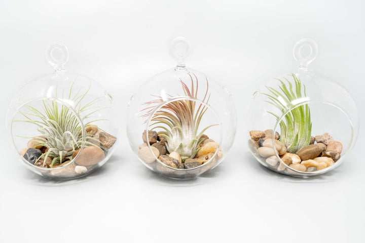 Wholesale - Air Plant Terrariums with Flat Bottom Globe, River Stones & Tillandsia Ionantha