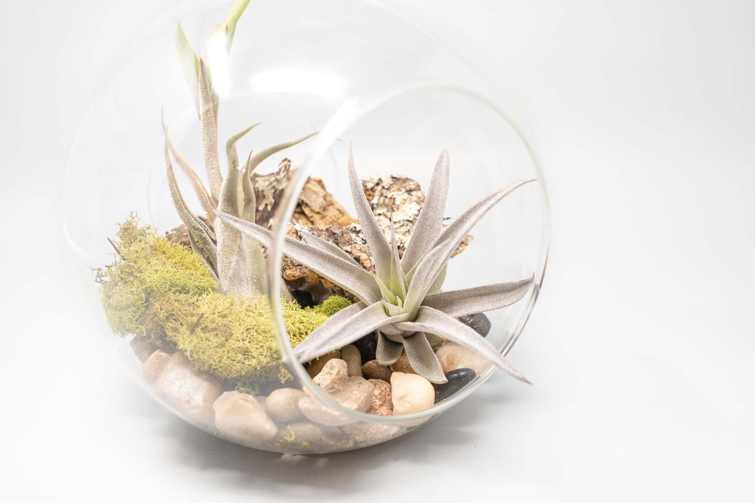 large glass globe terrarium with two open ends containing cork bark, stone and moss accents and tillandsia air plants