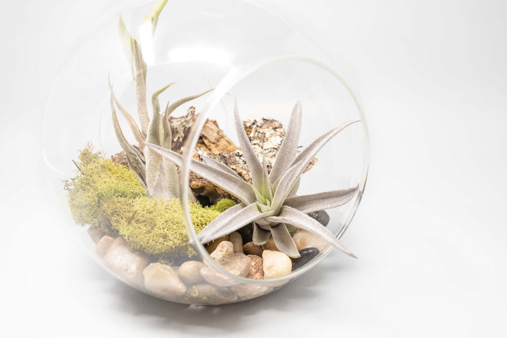 large glass globe terrarium with two open ends containing cork bark, stone and moss accents and tillandsia air plants