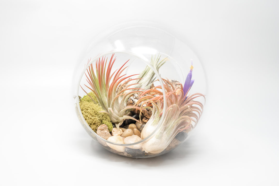 large glass globe terrarium with two open ends containing cork bark, stone and moss accents and tillandsia air plants