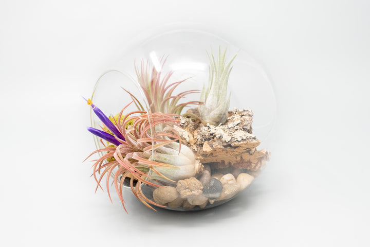 large glass globe terrarium with two open ends containing cork bark, stone and moss accents and tillandsia air plants