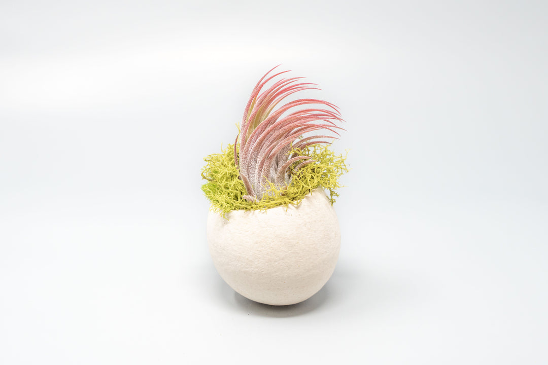 seed pod container with moss and blushing tillandsia ionantha scaposa air plant