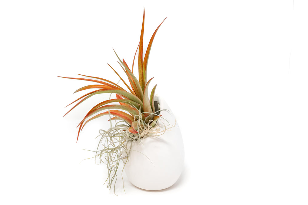 small ivory ceramic vase with spanish moss and tillandsia red abdita air plant