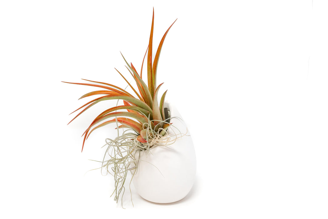 small ivory ceramic vase with spanish moss and tillandsia red abdita air plant