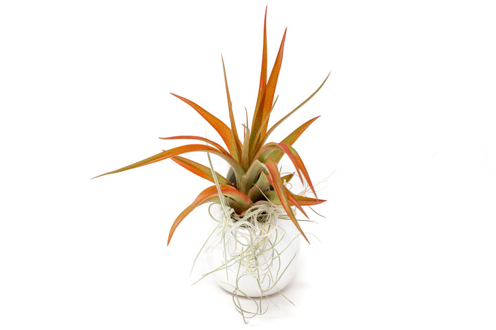 small ivory ceramic vase with spanish moss and tillandsia red abdita air plant