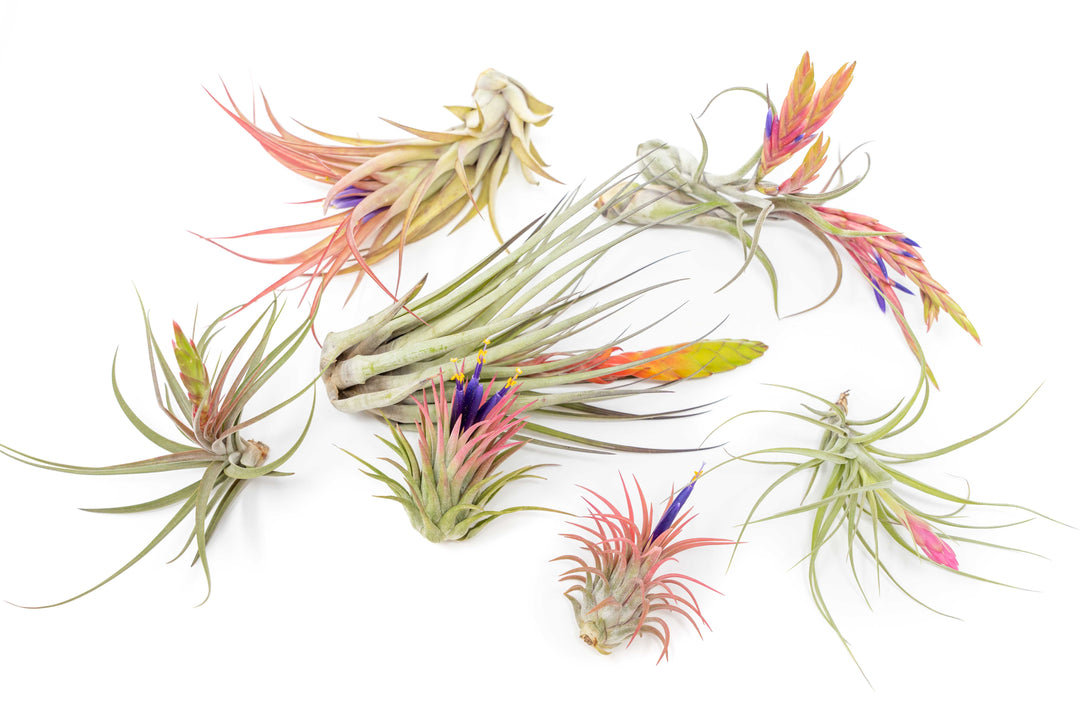 blushing and blooming assorted tillandsia air plants