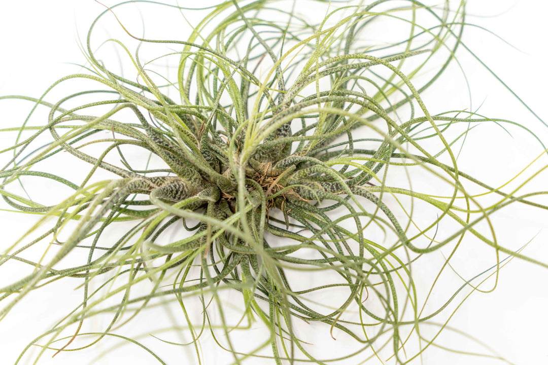 close up of tillandsia butzii air plant clump