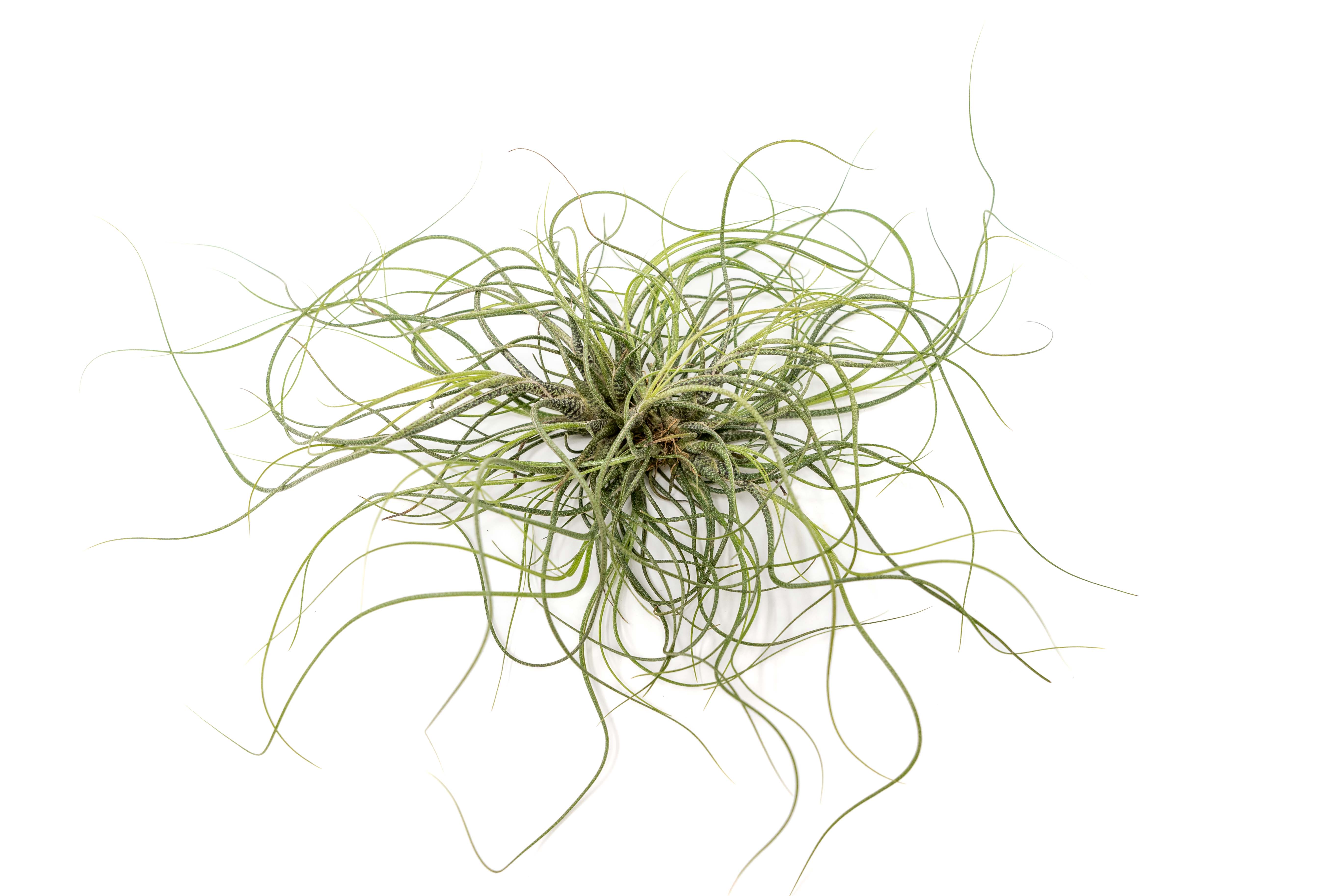 butzii air plant Tillandsia Butzii Air Plant Clumps