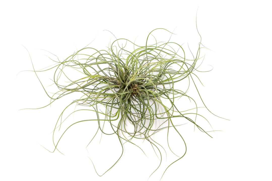 tillandsia butzii air plant clump