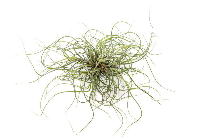 tillandsia butzii air plant clump
