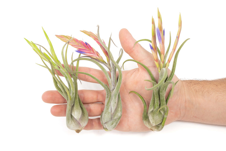 Wholesale - Tillandsia Caput Medusae Air Plants