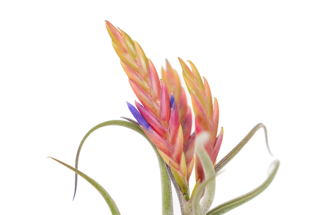 close up of pink and purple bloom spike on a tillandsia caput medusae air plant