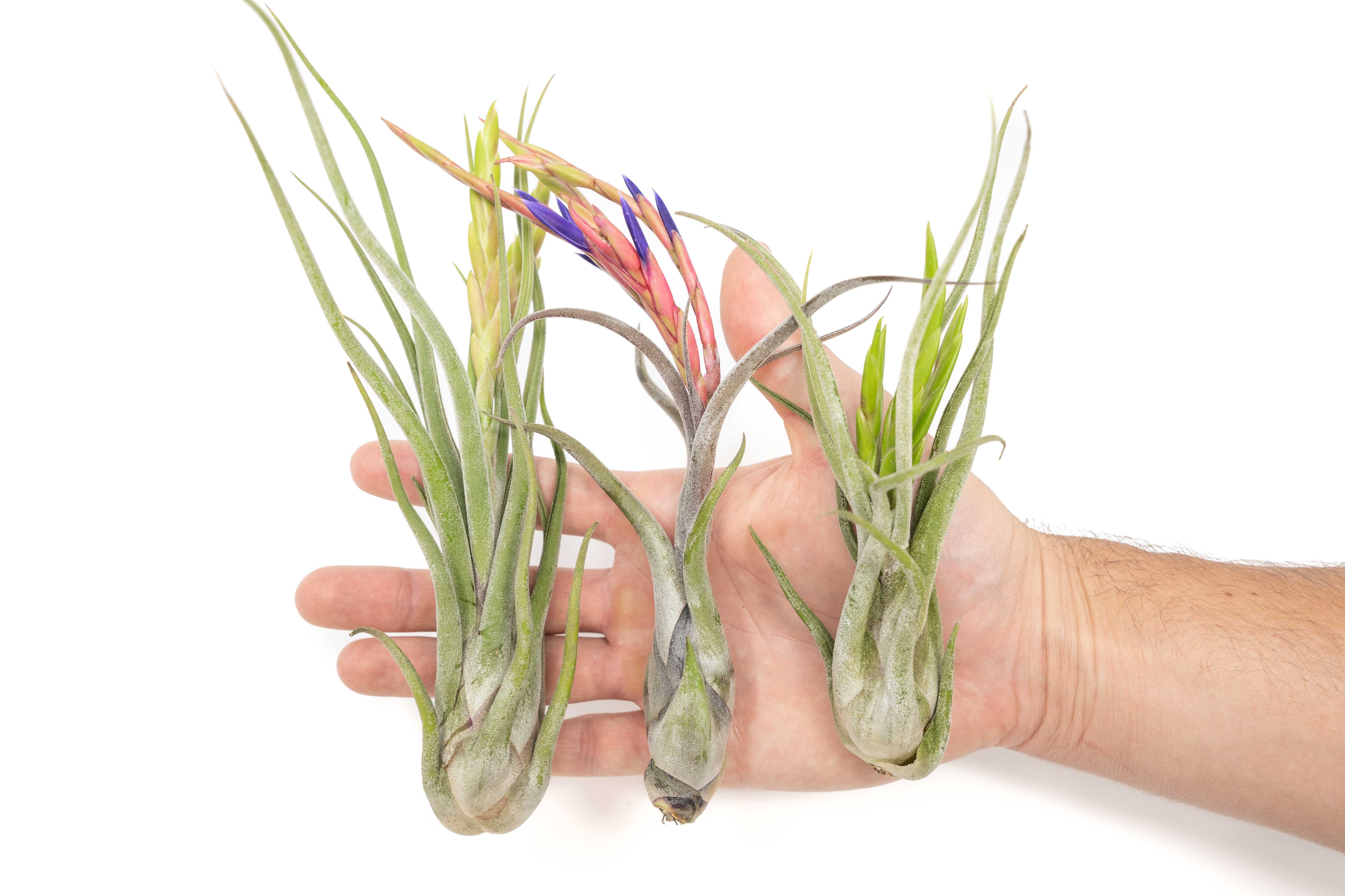medusa head air plant Large Tillandsia Caput Medusae Air Plants / 5-8 Inch Plants