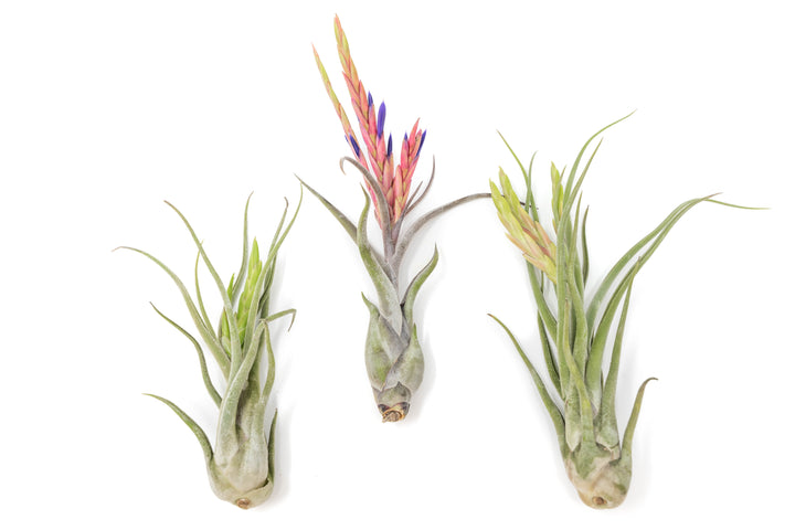 the large blooming tillandsia caput medusae air plants