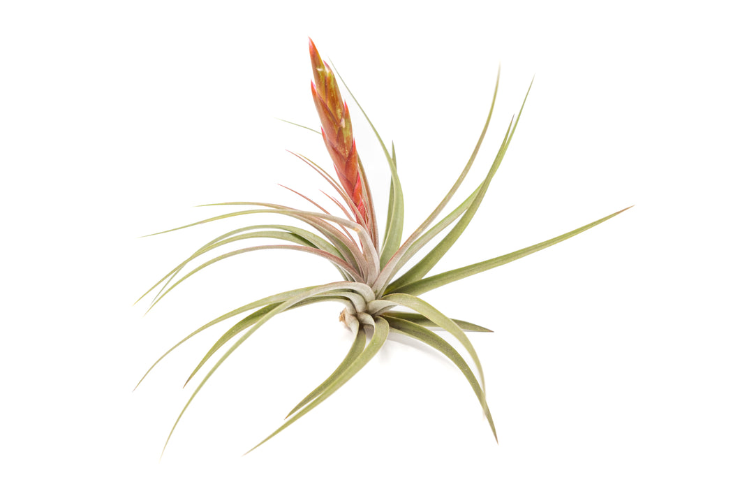 tillandsia concolor air plant with pink bloom spike