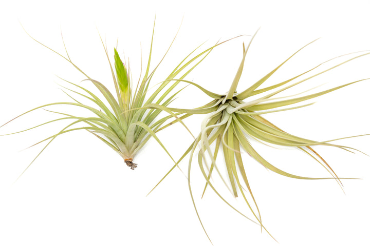 two Tillandsia Cuicatlan Air Plants