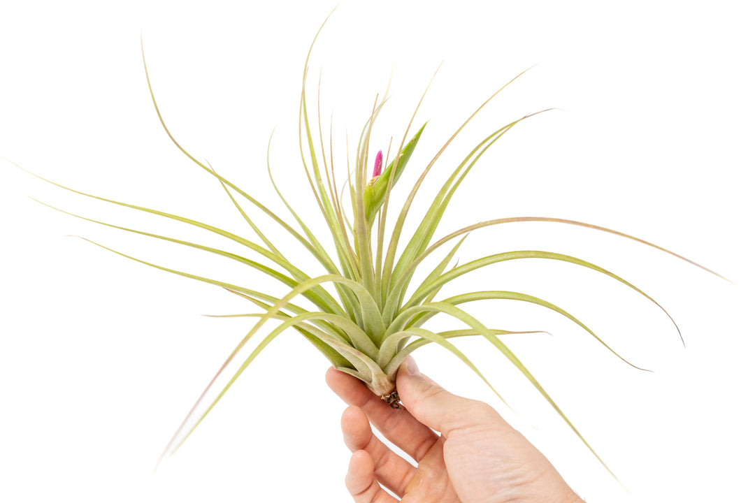 Hand holding a Tillandsia Cuicatlan Air Plant with Bloom Spike
