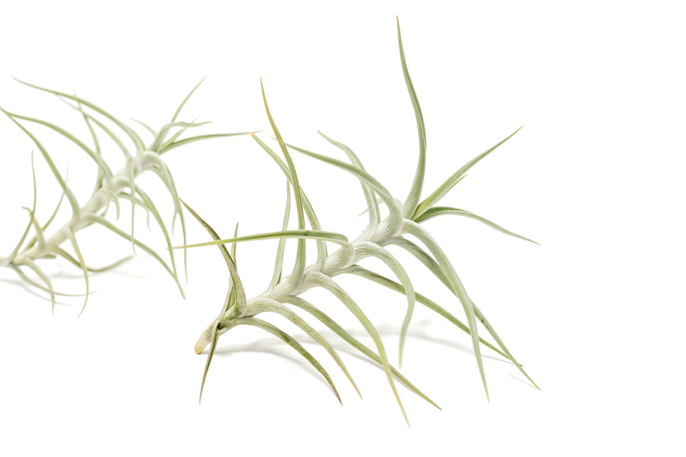 two tillandsia diaguitensis air plants