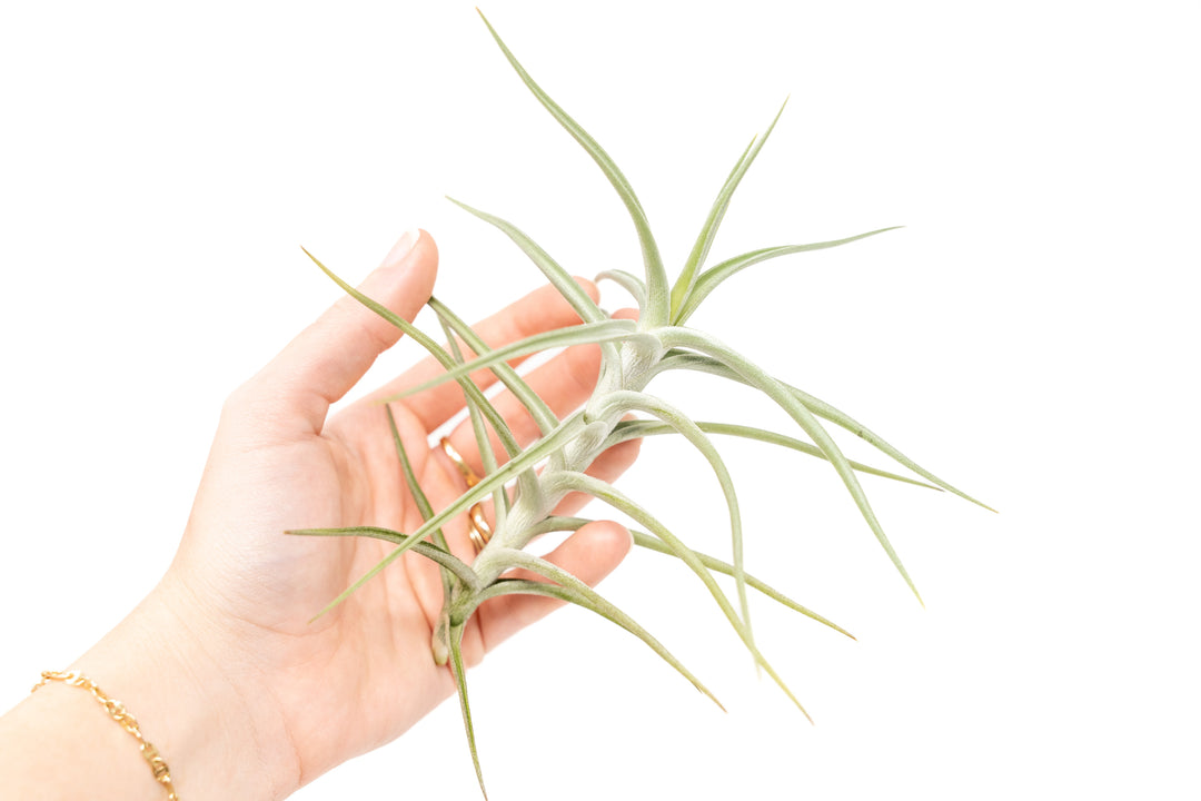 hand holding a tillandsia diaguitensis air plant