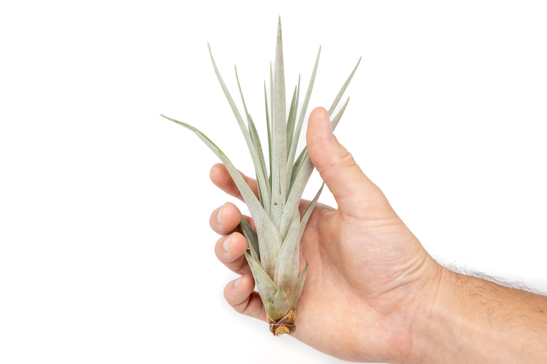 Wholesale - Tillandsia Fasciculata Tricolor Golden Torch Air Plants