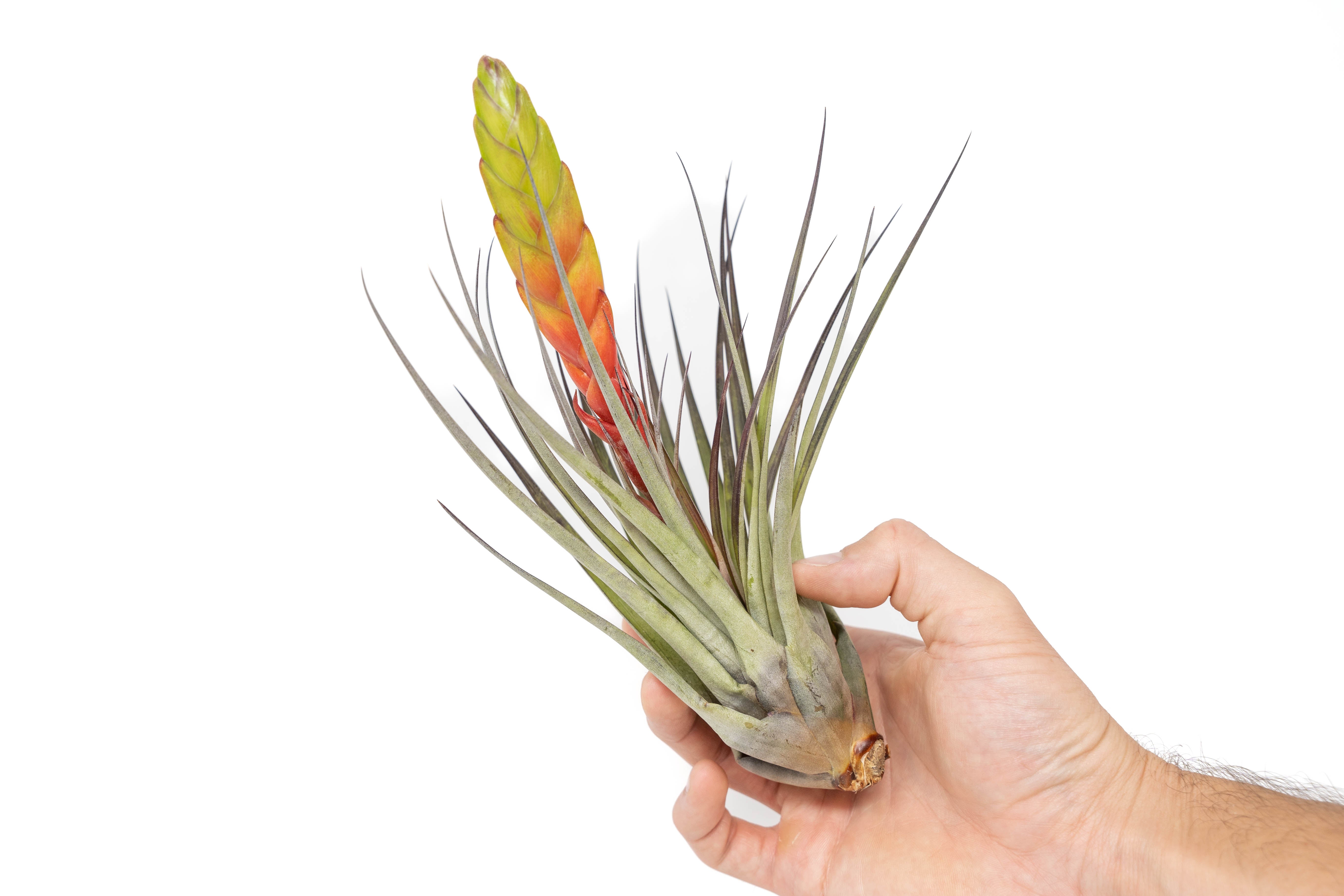 fasciculata tropiflora air plant Large Tillandsia Fasciculata Tricolor Golden Torch Air Plants