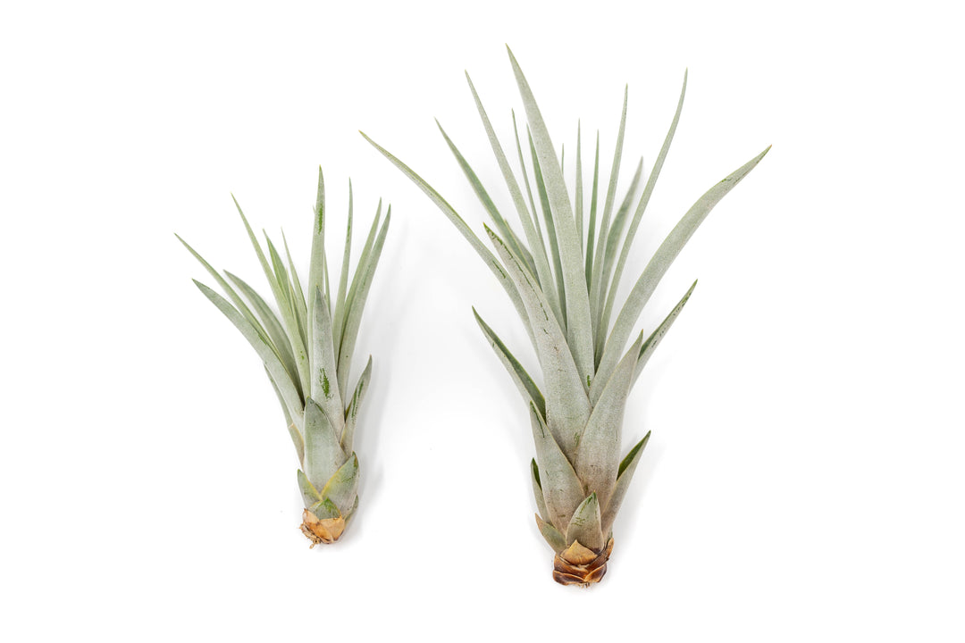 one regular and one large tillandsia fasciculata air plant side by side comparasion