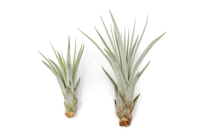 one regular and one large tillandsia fasciculata air plant side by side comparasion